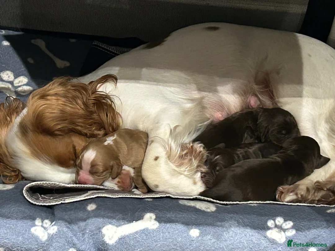 Cocker Spaniel dogs for sale: Cocker Spaniel puppies  in Poole - Advert 1