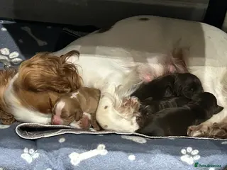 Cocker Spaniel dogs Cocker Spaniel puppies - Advert 4