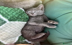 British Shorthair cats for sale: British short hair Mix - Image 7