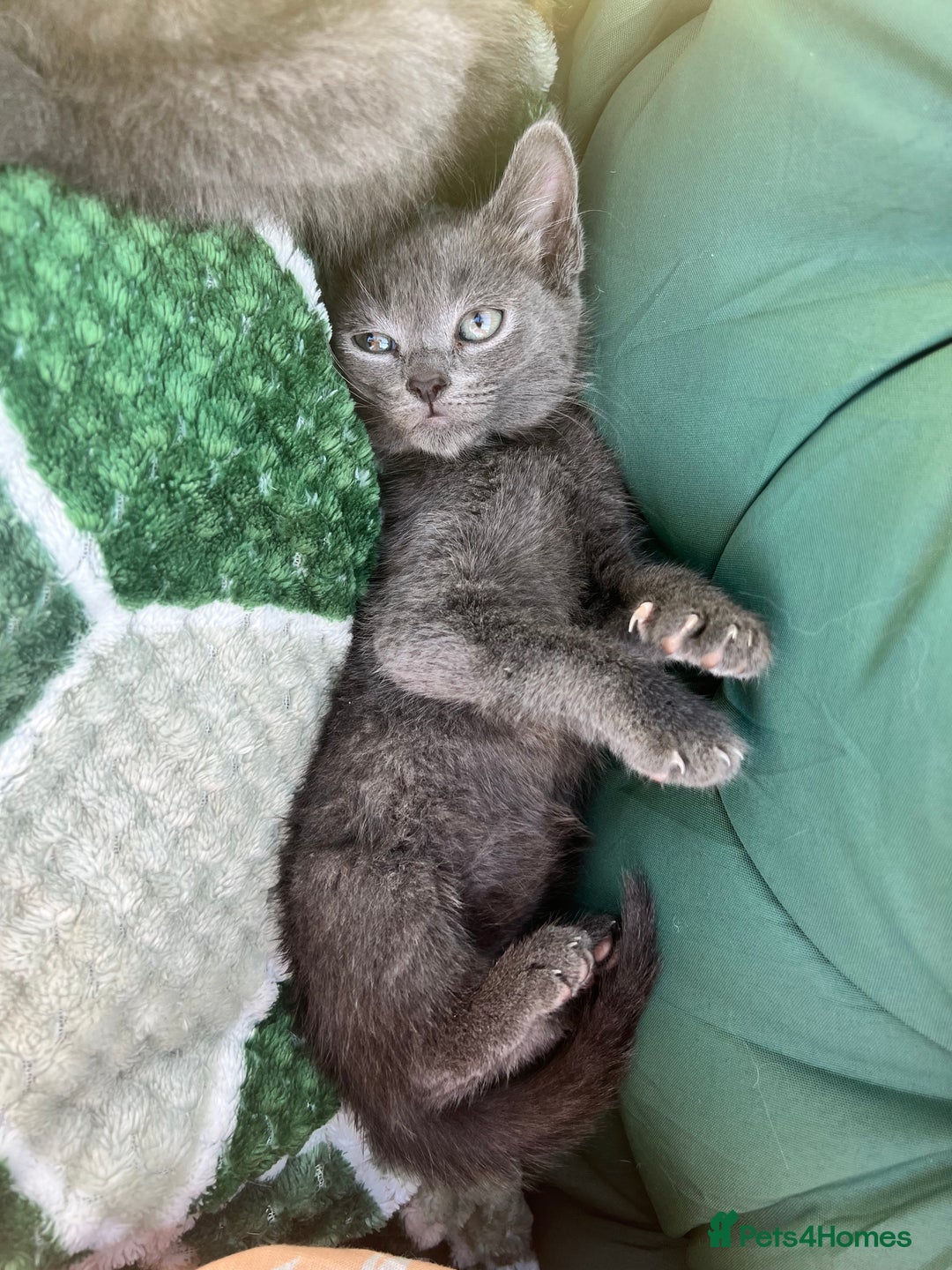 British Shorthair cats for sale: British short hair Mix - Image 7