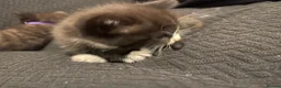 British Shorthair cats for sale: British short hair kittens with dark chocolate fur - Advert 13