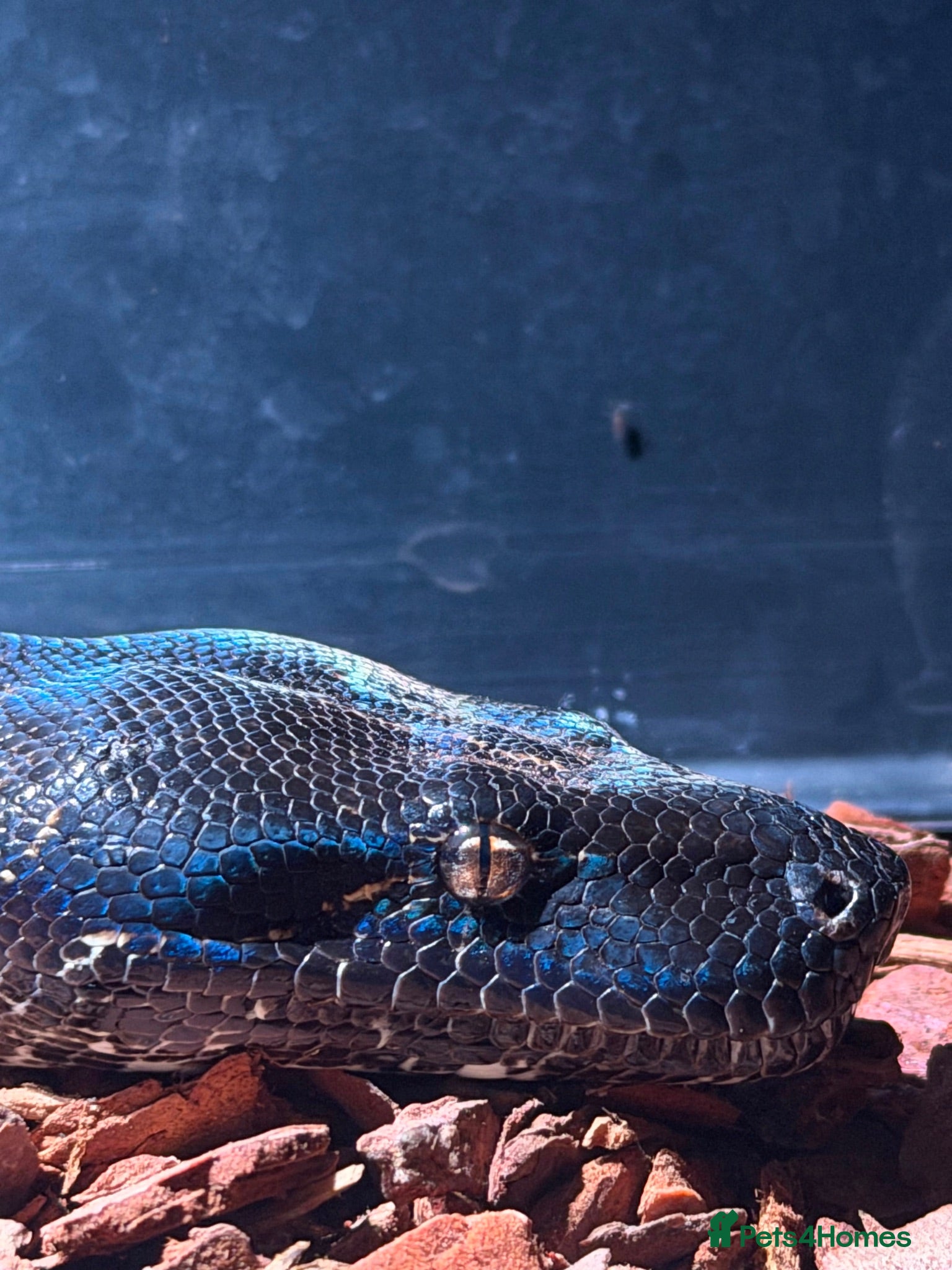 Boa Snake reptiles AZTEC IMG - Advert 1