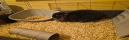Dwarf Lop rabbits for sale: Lop Earred Rabbit in Gloucester - Advert 4