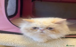 Persian cats for sale: 💗5 Boys and 3 Girl 💗 - Image 12