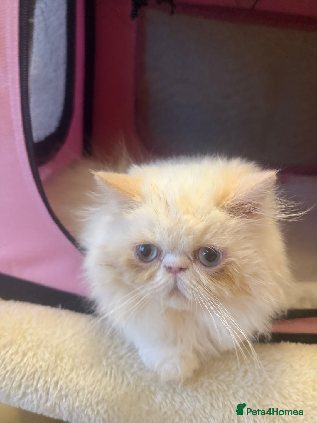 Persian cats for sale: 💗5 Boys and 3 Girl 💗 - Image 12