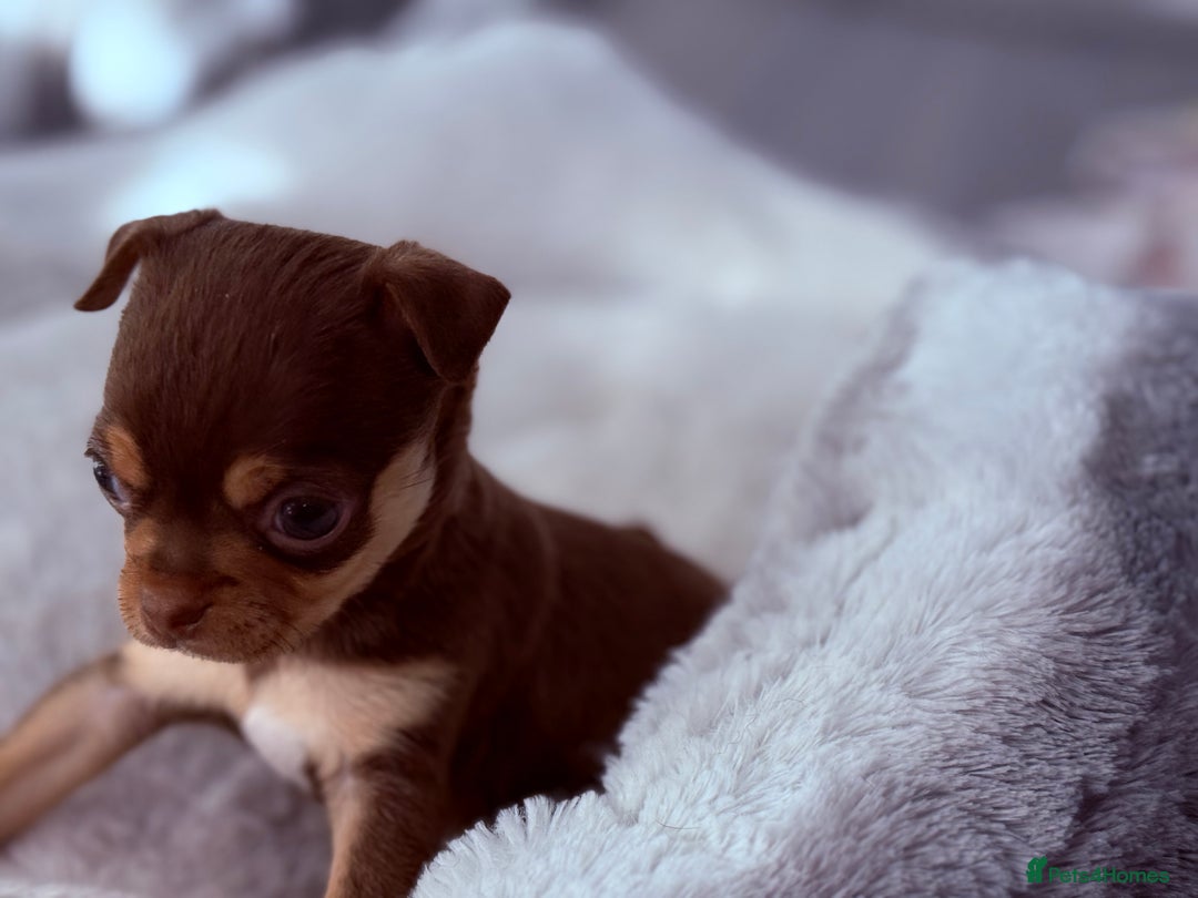 Chihuahua dogs for sale: 🐶 Tiny Chocolate & Tan Chihuahua Puppy 🐾 - Image 4