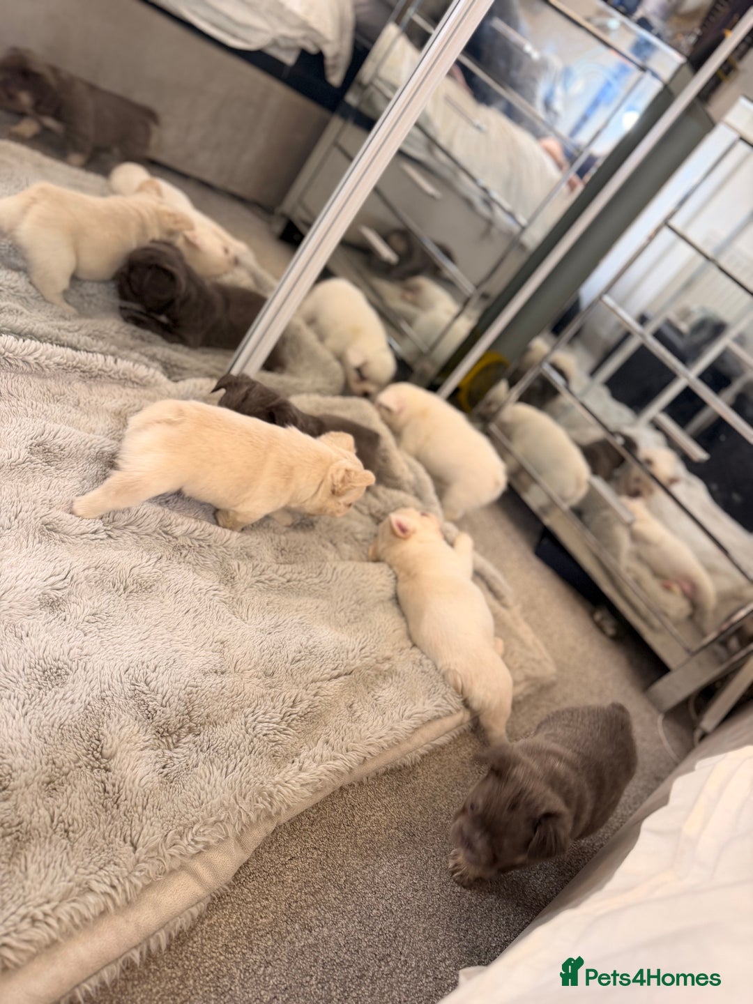 French Bulldog dogs for sale: Full visual outstanding fluffy frenchies - Advert 26