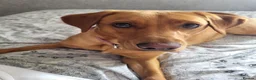 Mixed Breed dogs for sale: Last male Bullador pup  - Advert 2