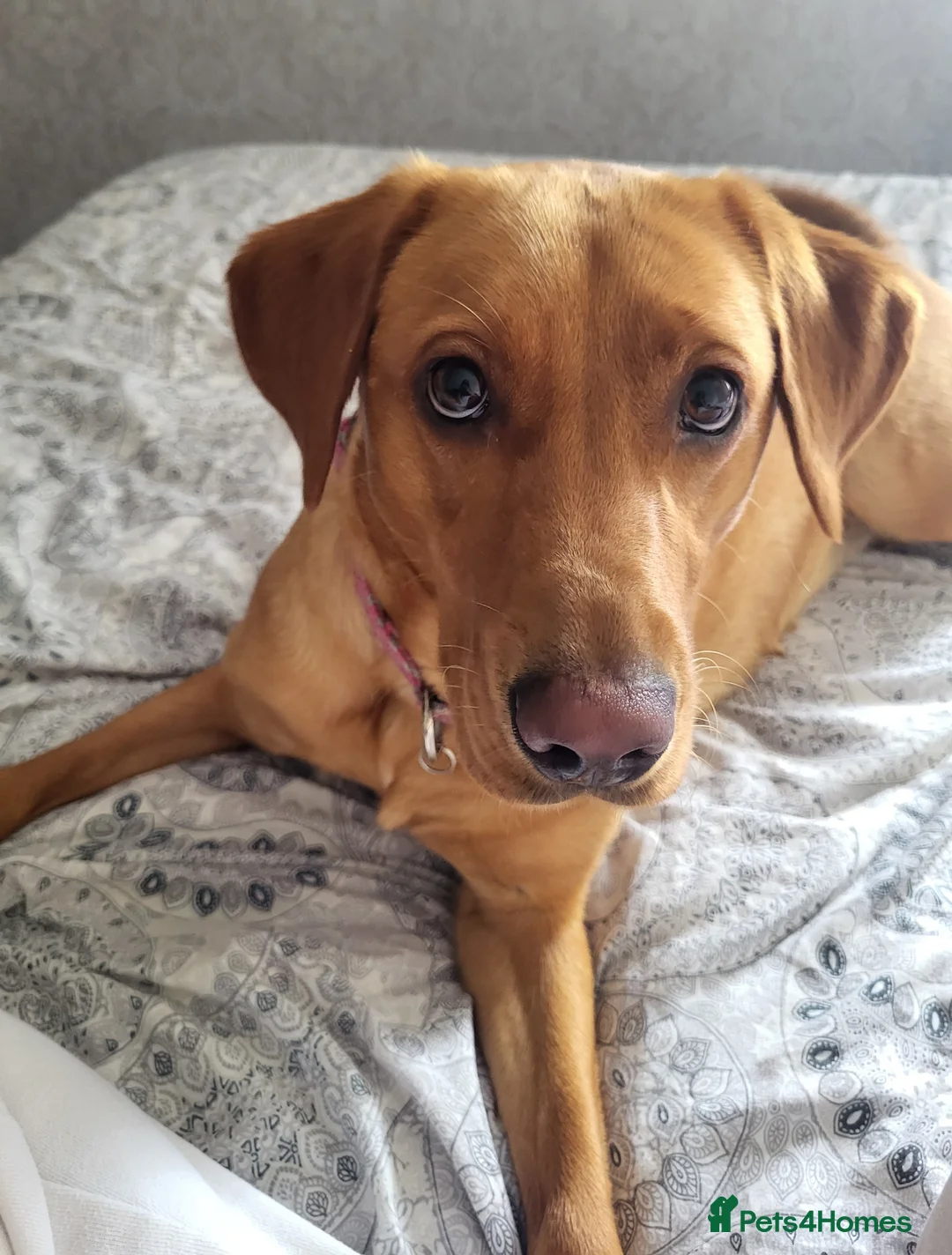 Mixed Breed dogs for sale: Last male Bullador pup  - Advert 2