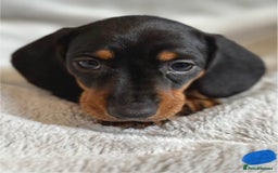 Miniature Dachshund dogs for sale: Adorable Miniature Dachshund Puppies - Image 8