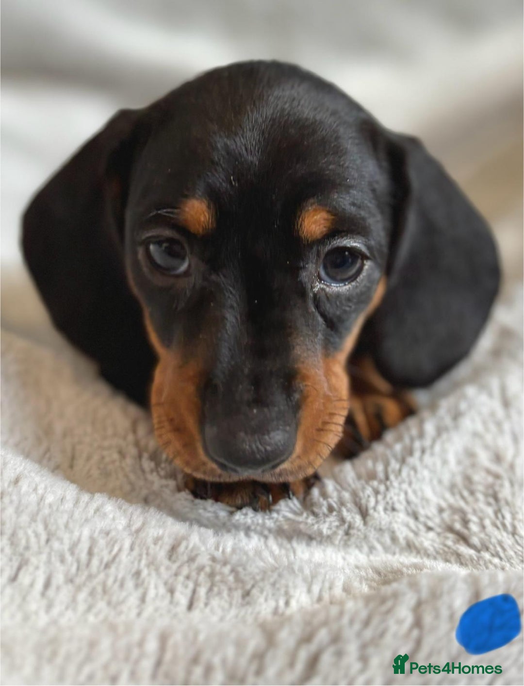 Miniature Dachshund dogs for sale: Adorable Miniature Dachshund Puppies - Image 8