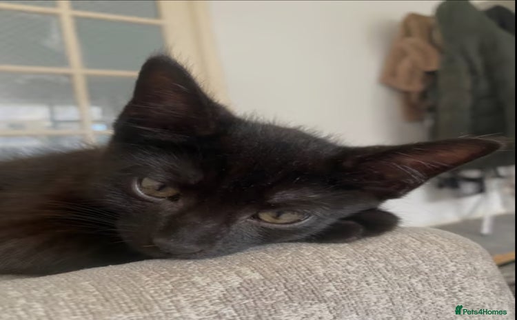 Bombay cats - Advert 2