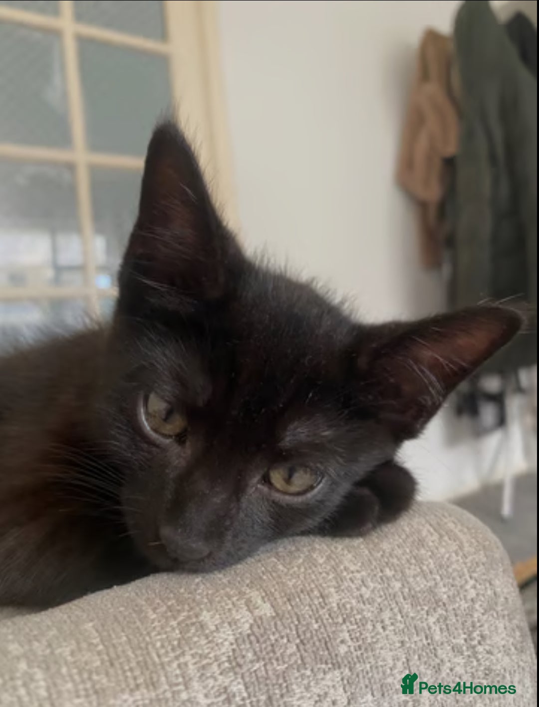 Bombay cats for sale: Bombay Male Kitten 7 weeks (Onyx) £35 - Image 1