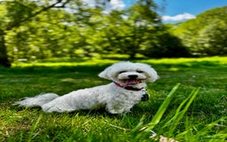 Maltese dogs for sale: Gorgeous Maletese needs rehoming.  - Image 2