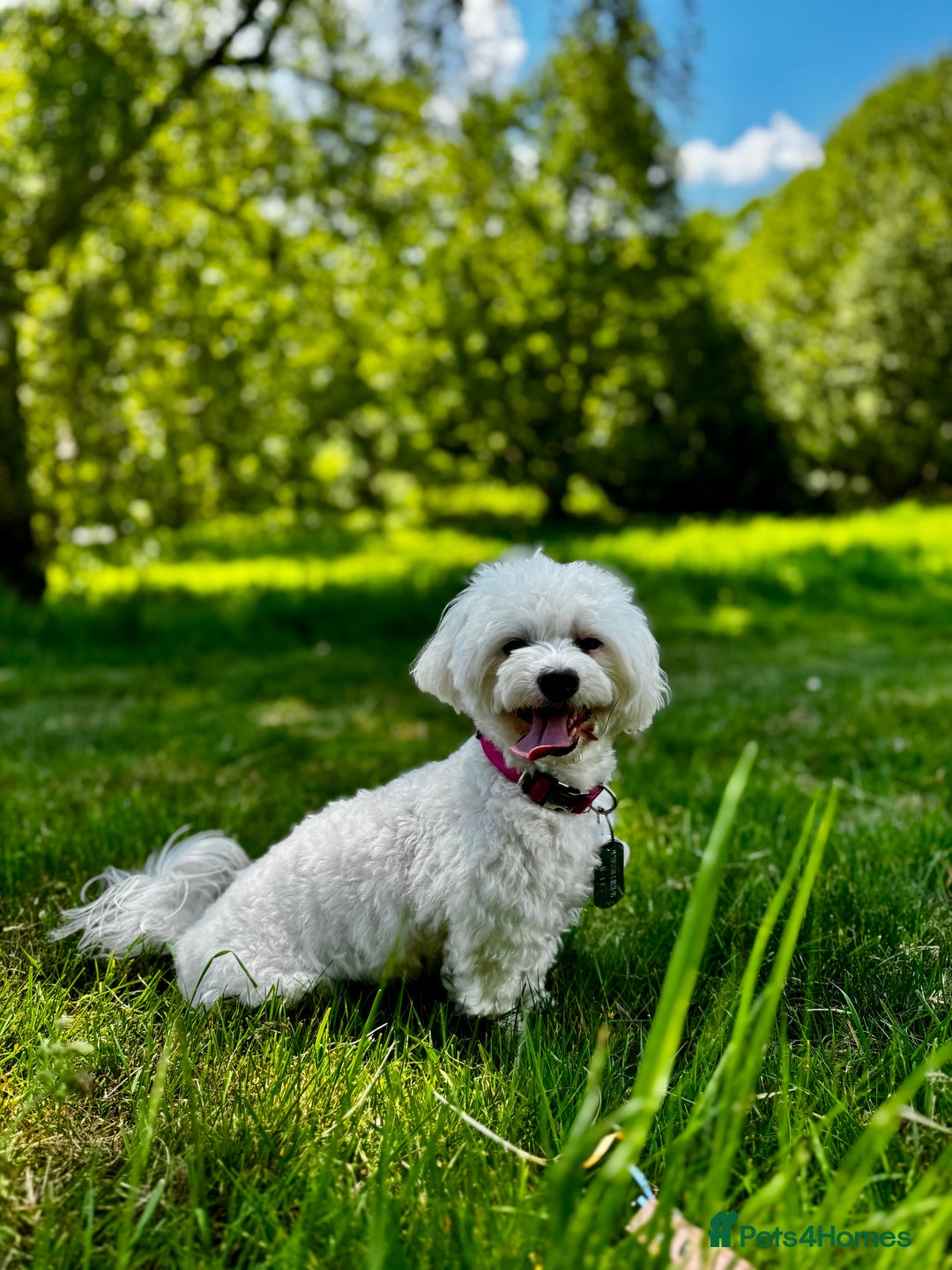 Maltese dogs for sale: Gorgeous Maletese needs rehoming.  - Image 2