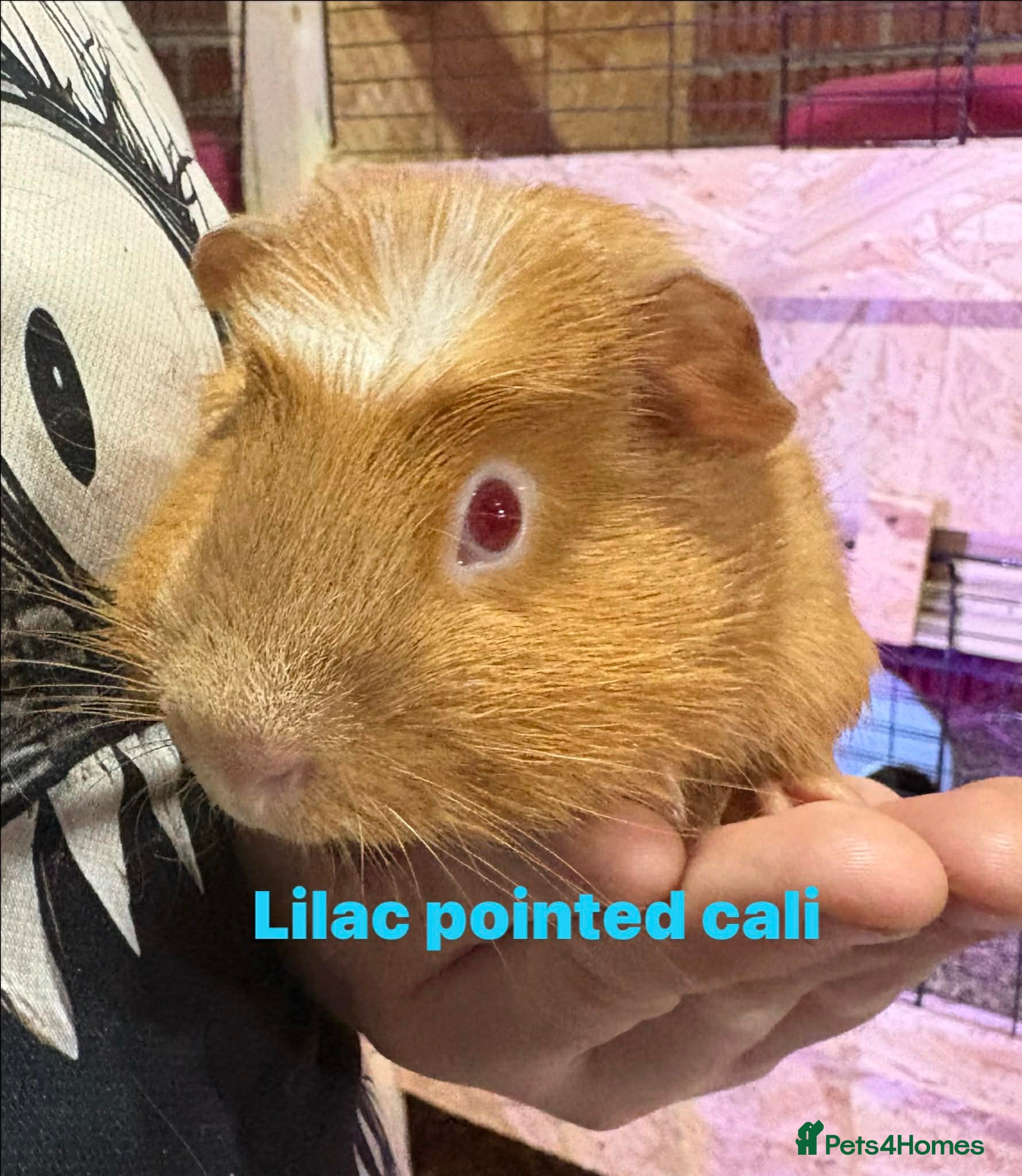 Guinea Pig rodents Some Ready to leave - Male Guinea pigs  - Advert 5