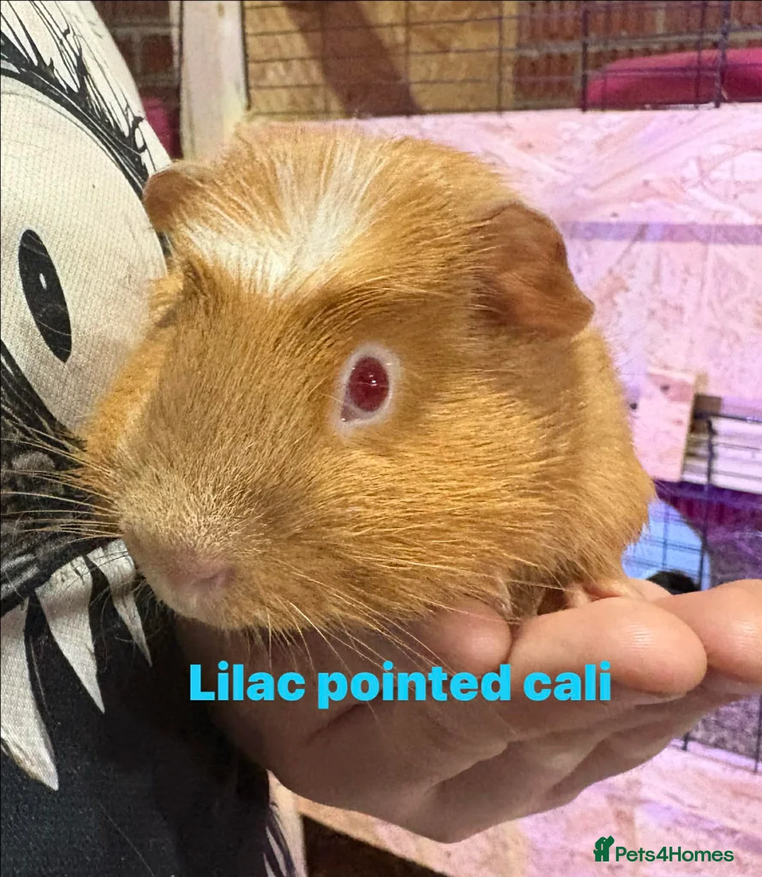 Guinea Pig rodents for sale: Guinea pigs available  - Advert 1