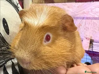 Guinea Pig rodents Some Ready to leave - Male Guinea pigs - Advert 5