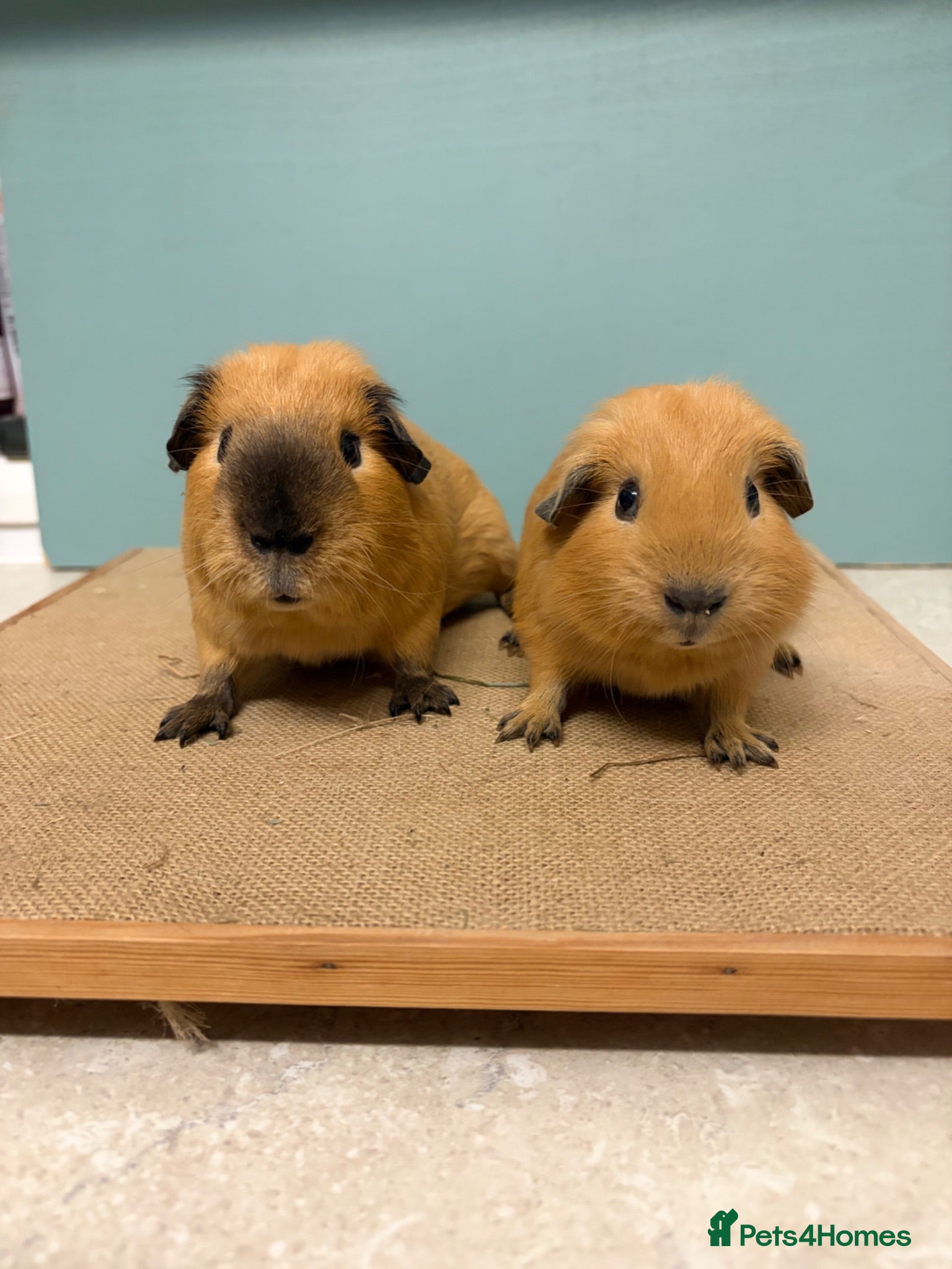 Guinea Pig rodents Male Buff Black Point Californian Pairs - Advert 1