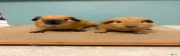 Guinea Pig rodents for sale: Buff Black Point Californian Male Pair - Advert 1