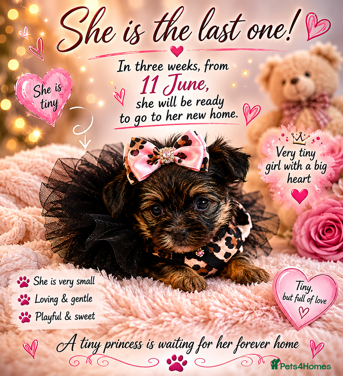 Yorkshire Terrier dogs  💎Last Elegant Girl Available 💎❤️ - Advert 17