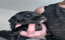 Mixed Breed dogs for sale: 9 BEAUTIFUL CHUNKY LABRADOR/COCKAPOO  - Image 18