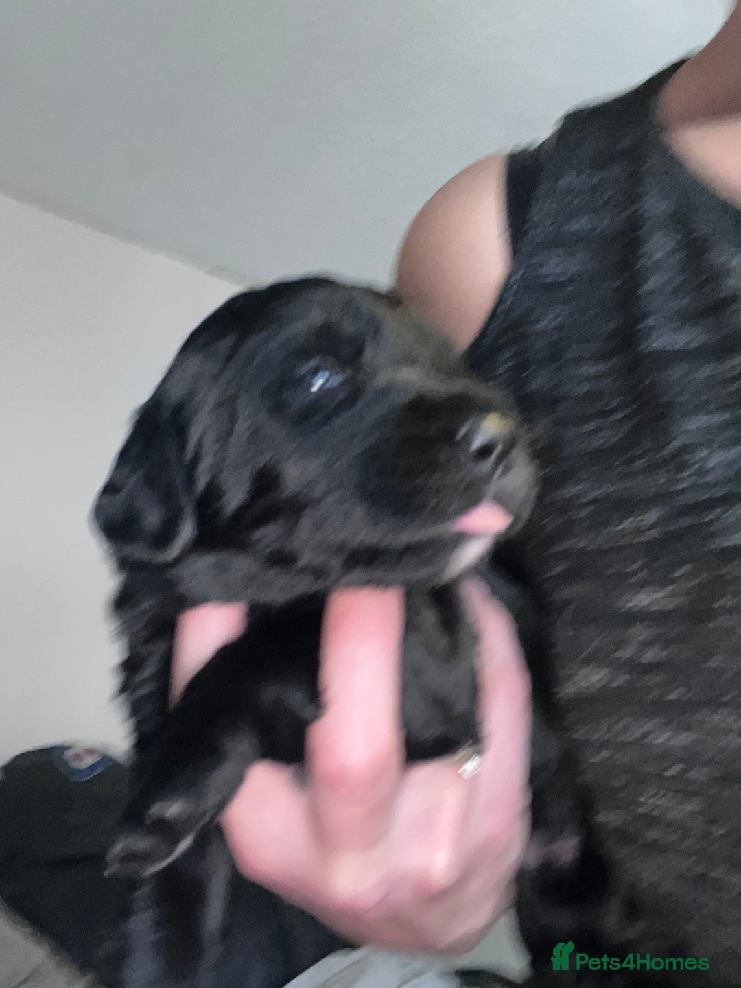 Mixed Breed dogs for sale: 9 BEAUTIFUL CHUNKY LABRADOR/COCKAPOO  - Image 18