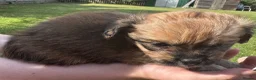 Mixed Breed dogs for sale: Maltipoo x Porkie puppies in Berwick-upon-Tweed - Advert 17