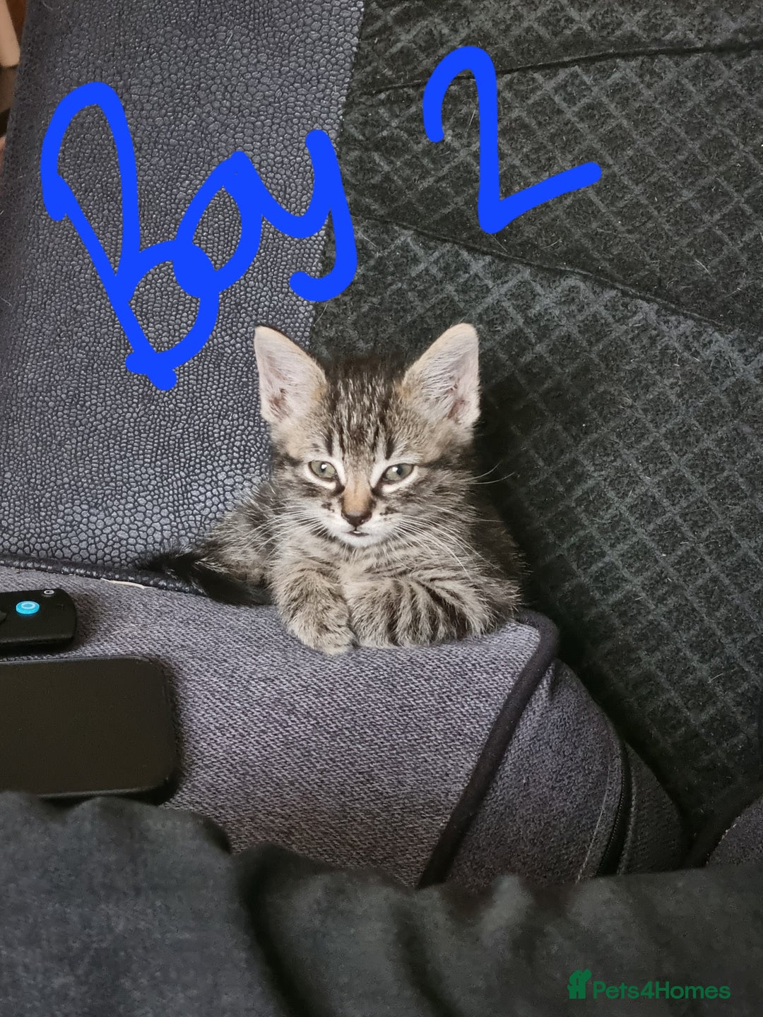 Mixed Breed cats for sale: 3 beautiful kittens for sale - Image 3