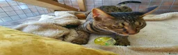 Savannah cats for sale: F4 Savannah Girl TICA - Advert 2