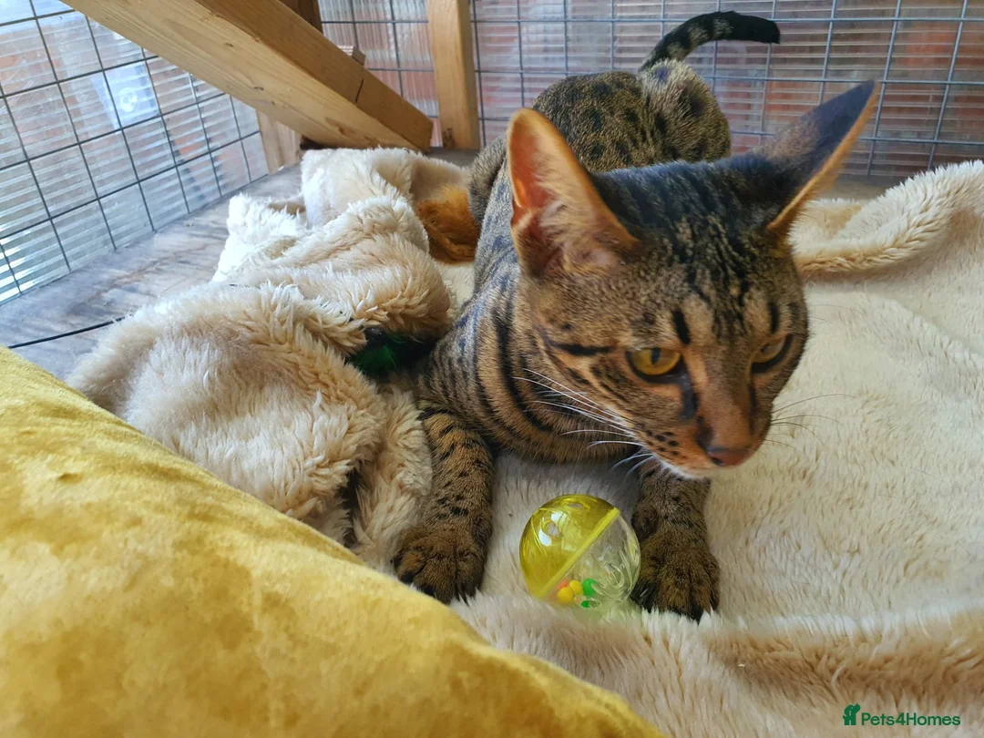 Savannah cats for sale: F4 Savannah Girl TICA - Advert 2