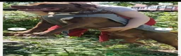 Mixed Breed dogs for sale: ROCCO - Advert 4