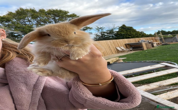 French Lop rabbits - Advert 2