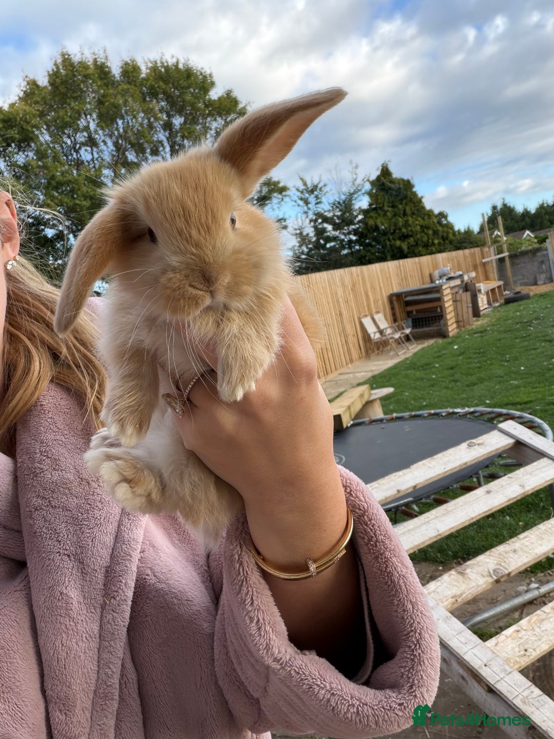 French Lop rabbits for sale: Giant French Lop Buck Kid  - Image 1
