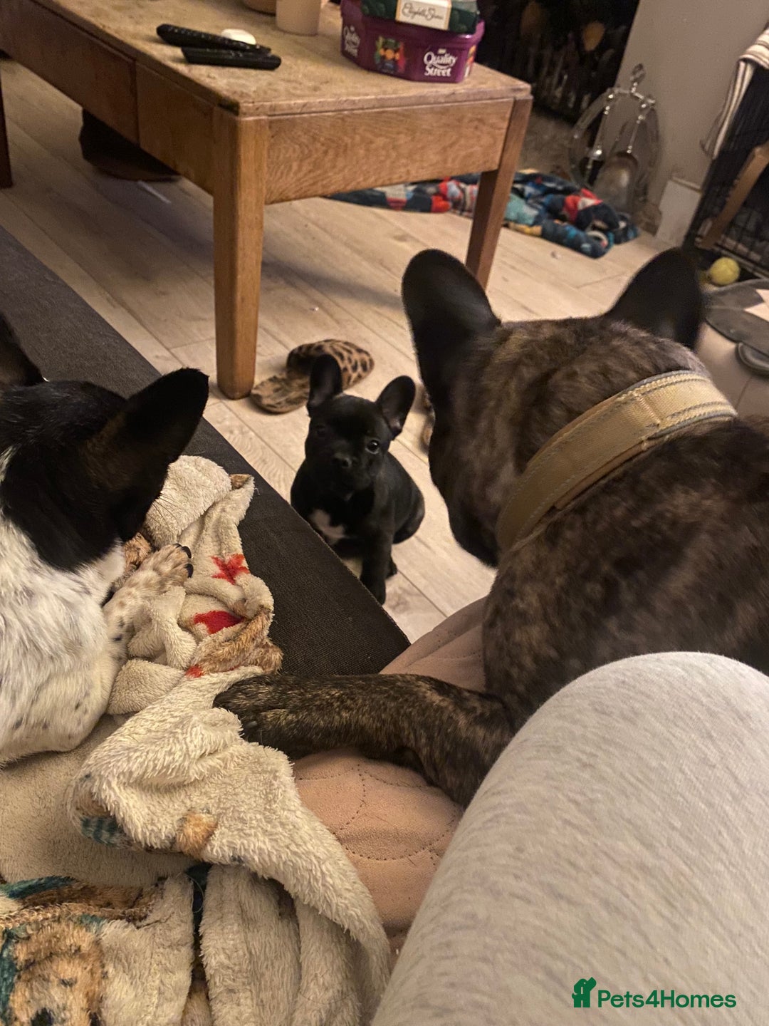 French Bulldog dogs for sale: Adorable male French bulldog puppy ready now - Advert 4