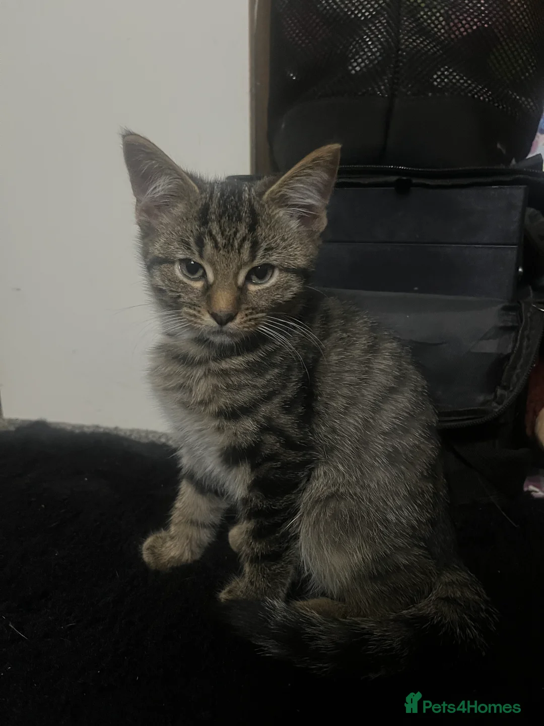 Bengal cats for sale: Ragdoll x Bengal kittens  - Advert 38
