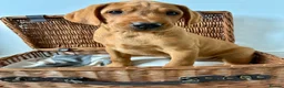 Labrador Retriever dogs for sale: Male Fox Red Puppies  - Advert 5