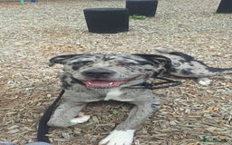 Mixed Breed dogs for sale: Caucasian Shepherd x pocket bully in Shrewsbury - Image 1