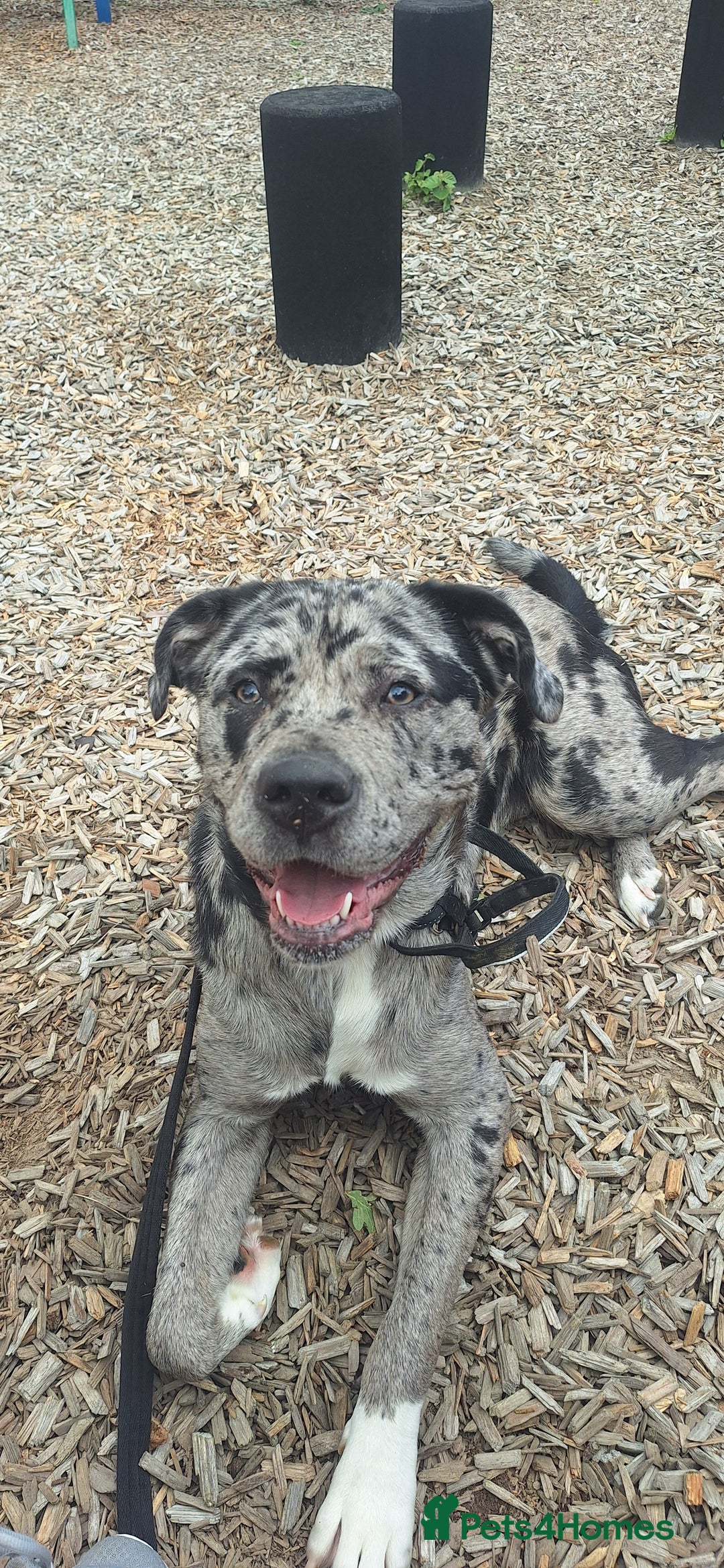 Mixed Breed dogs for sale: Caucasian Shepherd x pocket bully in Shrewsbury - Image 1