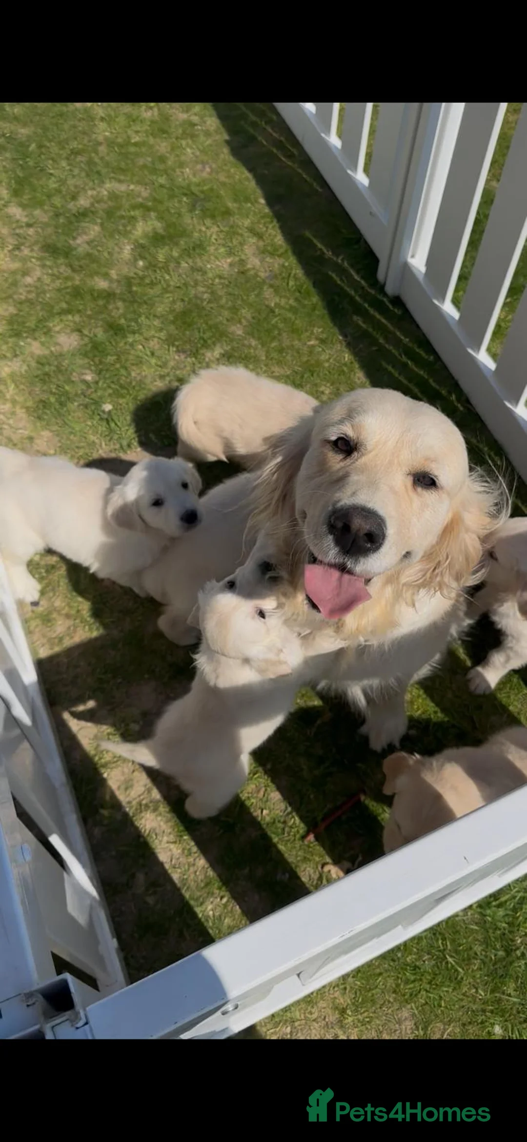 Golden Retriever dogs for sale: Golden retriever puppies in Rainham - Advert 1