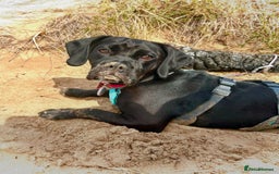 Mixed Breed dogs for sale: Cocker spaniel x bulldog - Image 2