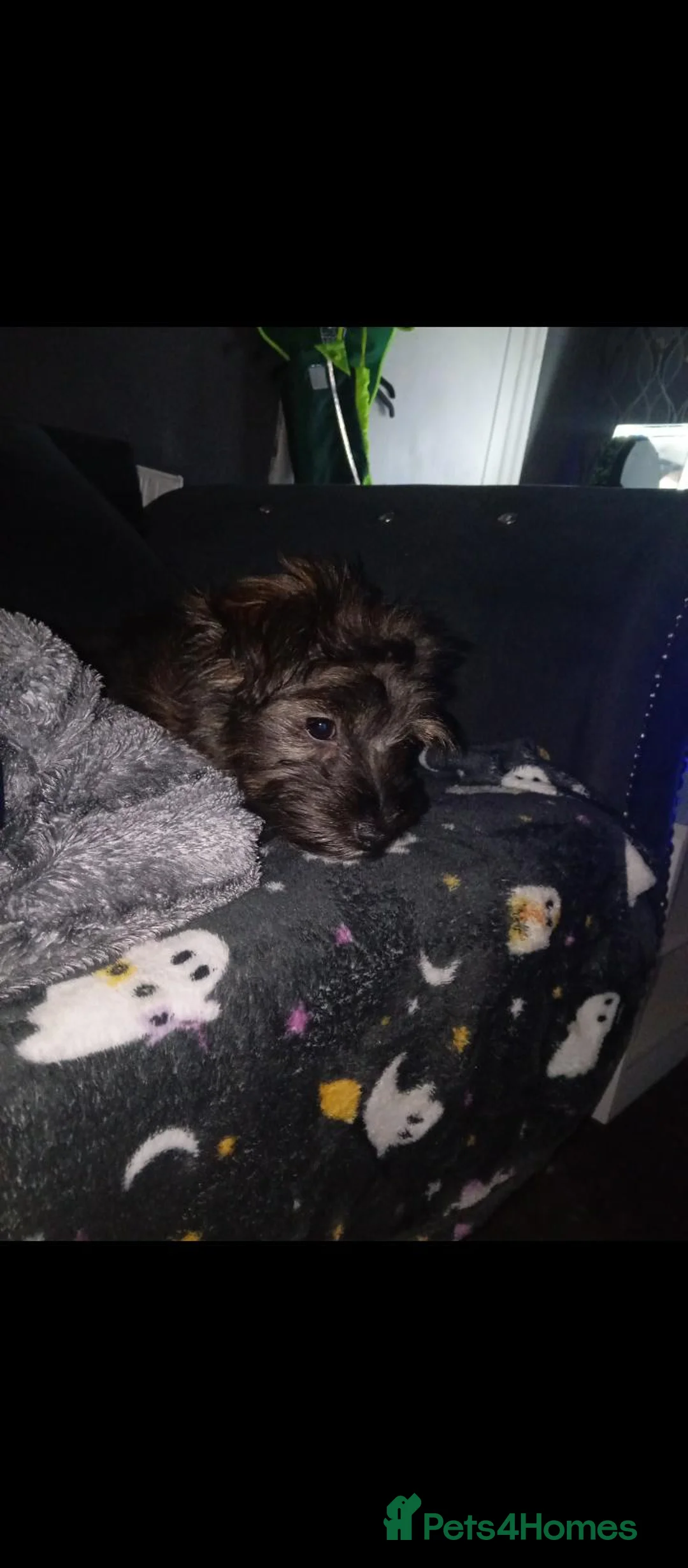 Shorkie dogs for sale: Stunning Shorkie girl - Advert 2