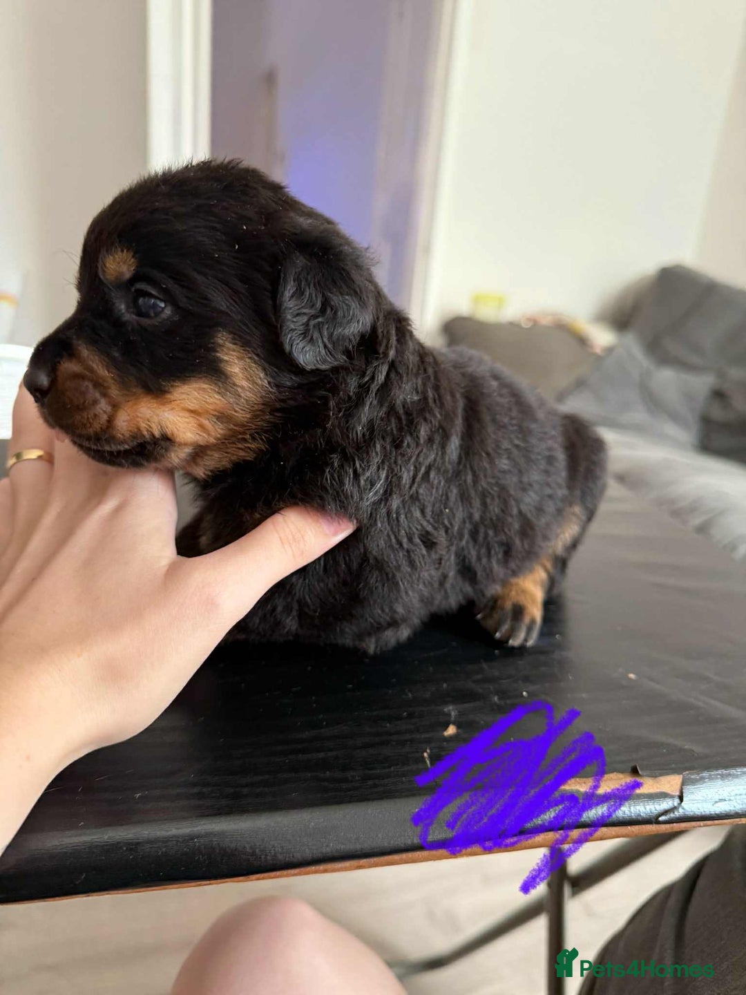 Rottweiler dogs for sale: Rottweiler puppies for sale - Image 10