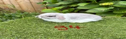 Mini Lop rabbits for sale: Pure bred mini lops baby rabbits. - Advert 13