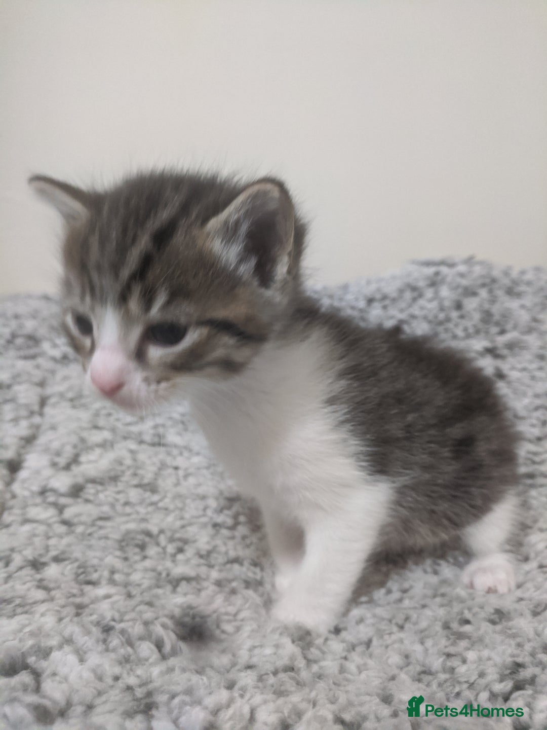 Ragdoll cats for sale: Ragdoll cross kittens for sale  - Advert 4