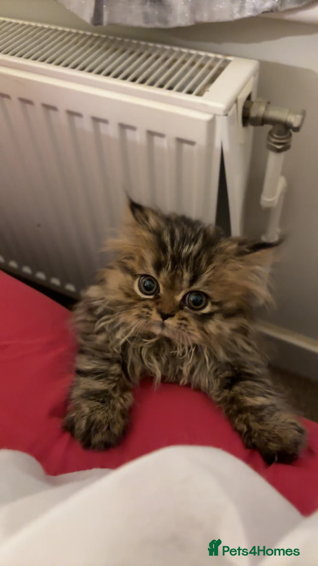 Persian cats for sale: One sweet Persian boy for sale/needing new home. - Advert 7