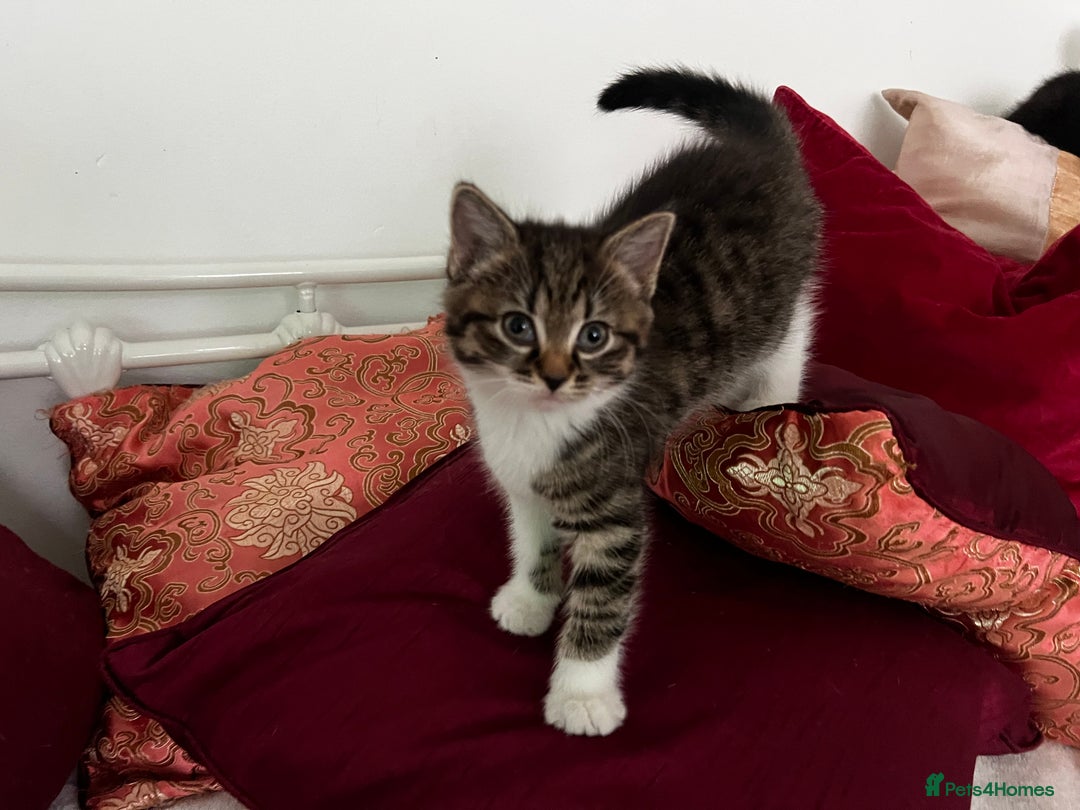 American Shorthair cats for sale: Adorable Tabby Kittens – Ready for Forever Homes - Advert 8