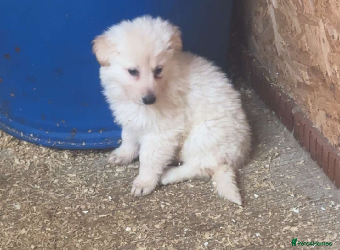 German Shepherd dogs for sale: German Shepherd puppies  - Advert 7