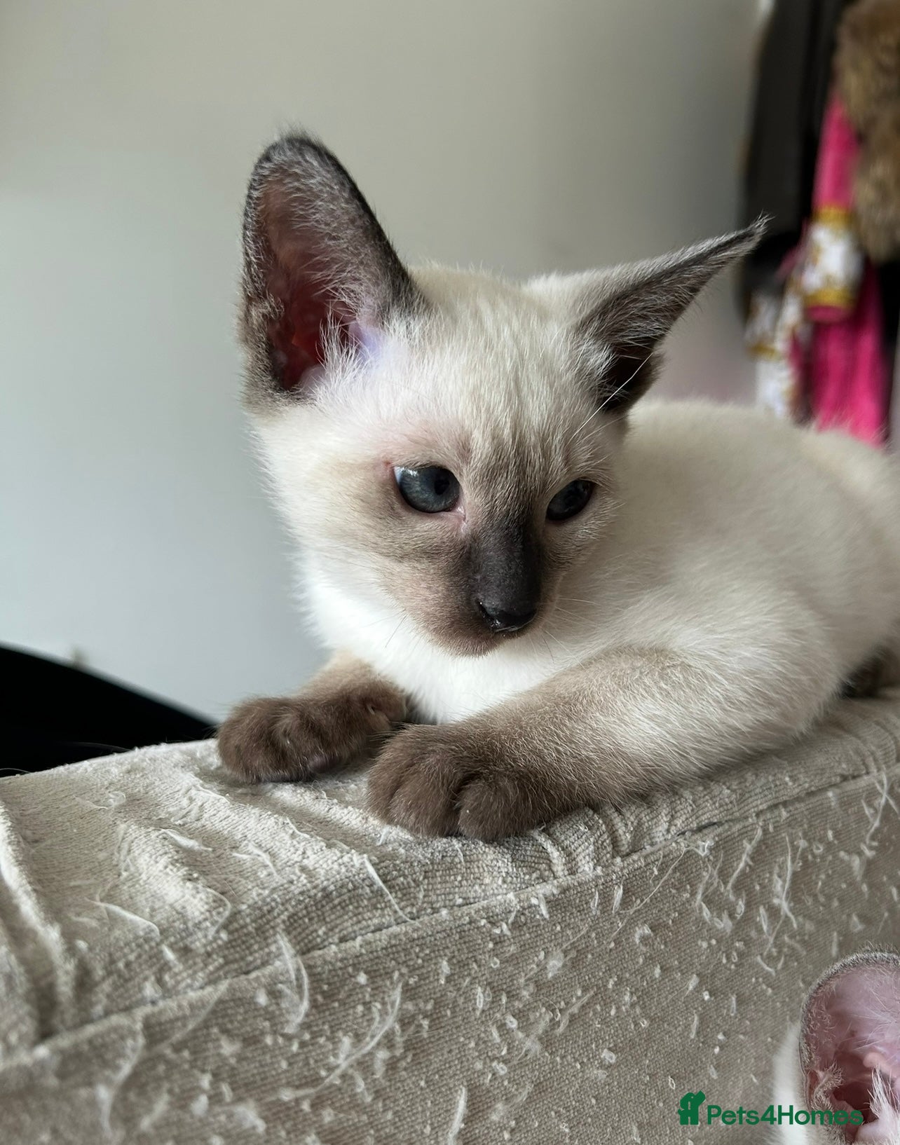 Siamese cats 1x Beautiful Seal Point Female Siamese Kitten - Advert 2
