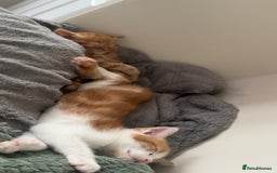 Mixed Breed cats for sale: 2 fluffy male kittens for sale  - Image 3